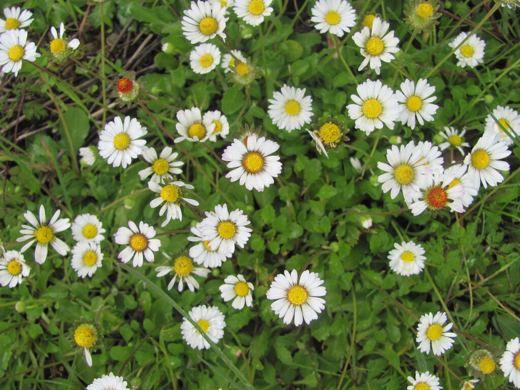 Bellis perennis — bloom photograph