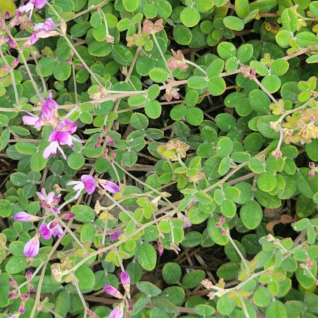 Lespedeza procumbens — bloom photograph
