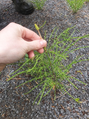 Equisetum arvense — whole plant photograph