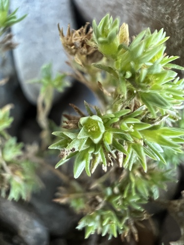 Scleranthus annuus — flower photograph