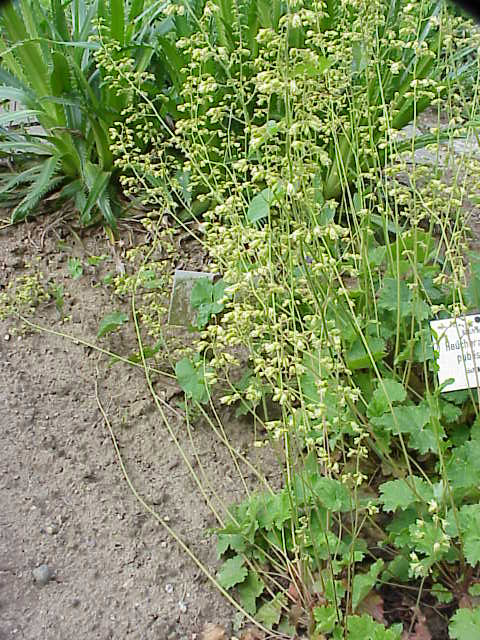 Heuchera pubescens — bloom photograph