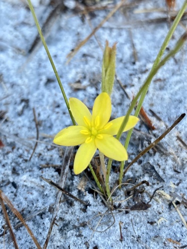 Hypoxis juncea — flower photograph