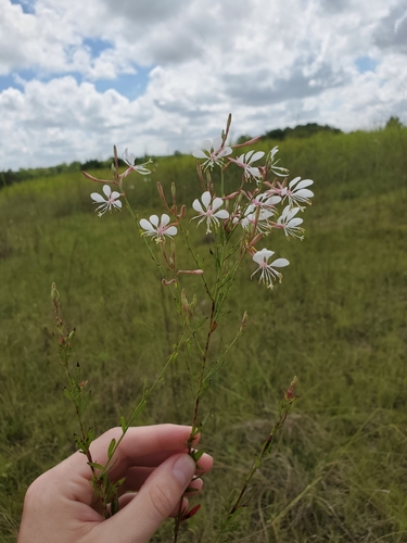 Oenothera filiformis — flower photograph