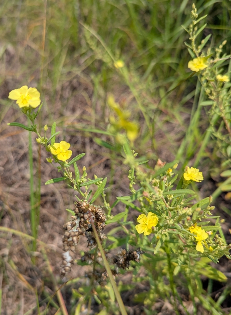 Crocanthemum rosmarinifolium — whole photograph