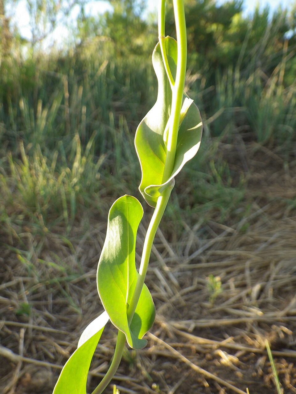 Conringia orientalis — leaf photograph