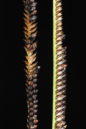 Eustachys petraea — whole plant photograph