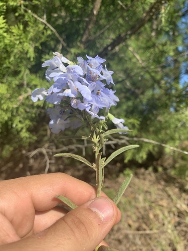 Salvia azurea — flower photograph