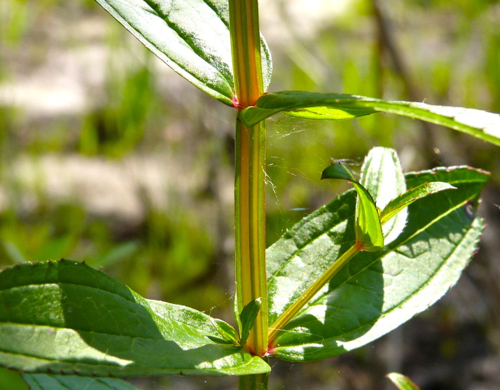 Rhexia virginica — leaf photograph