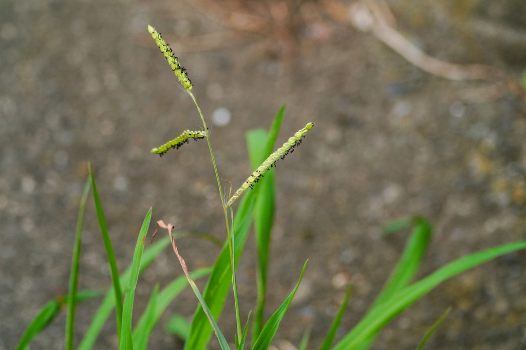 Paspalum dilatatum — fruit photograph