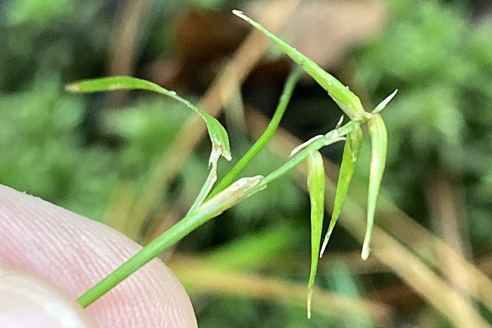 Carex collinsii — fruit photograph