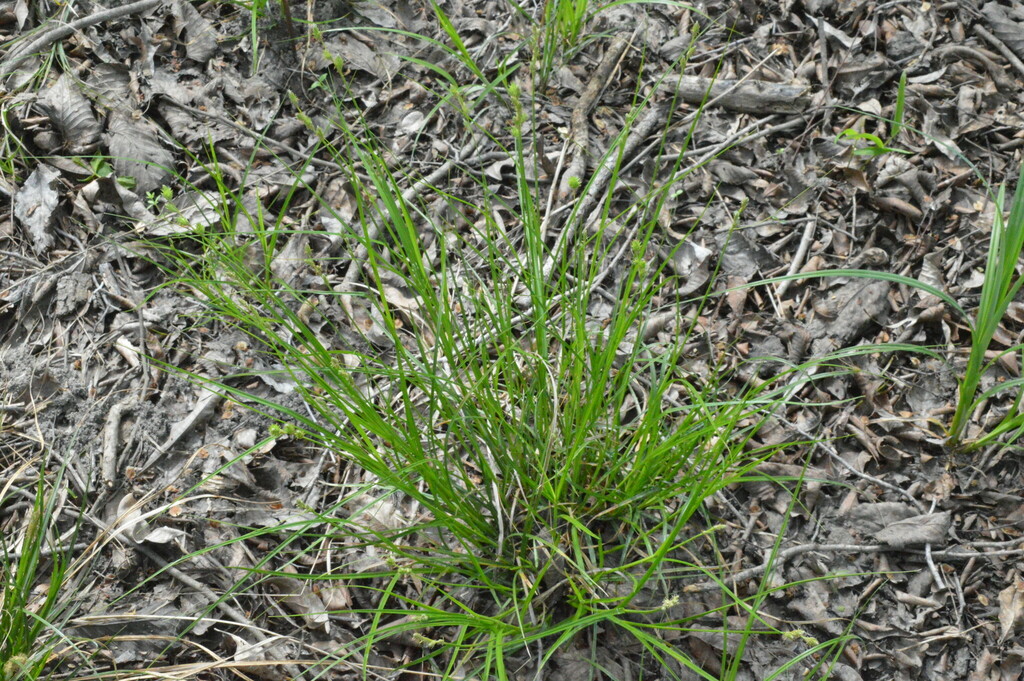 Carex reniformis — whole photograph