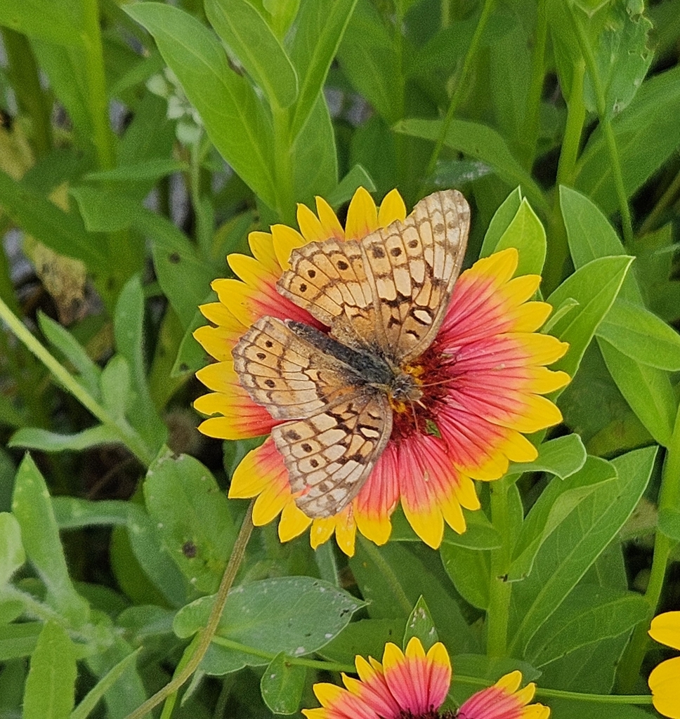 Variegated Fritillary