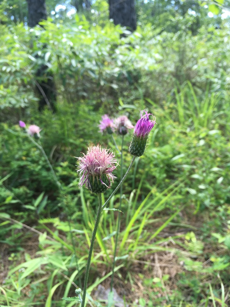 Cirsium carolinianum — bloom photograph