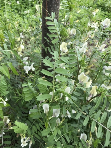 Vicia grandiflora — flower photograph