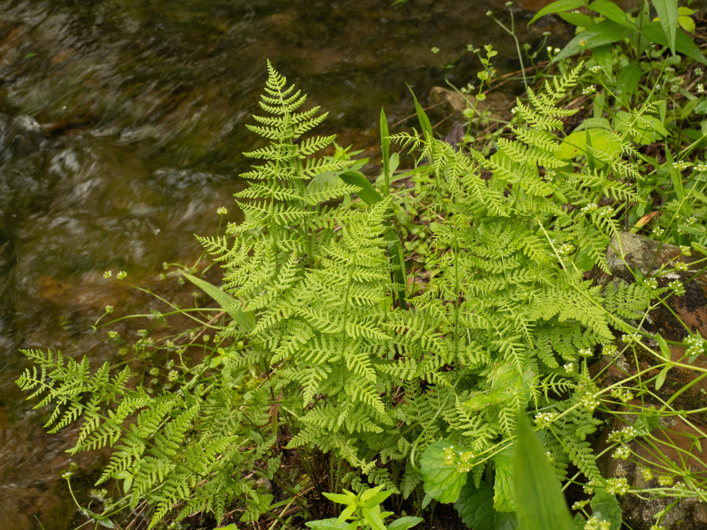 Woodsia obtusa — whole photograph