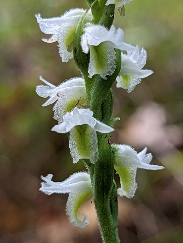 Spiranthes odorata — flower photograph