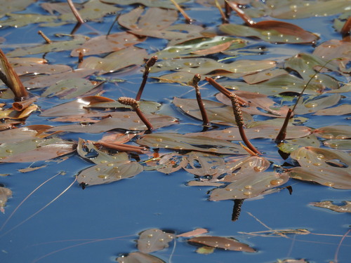 Potamogeton natans — whole plant photograph