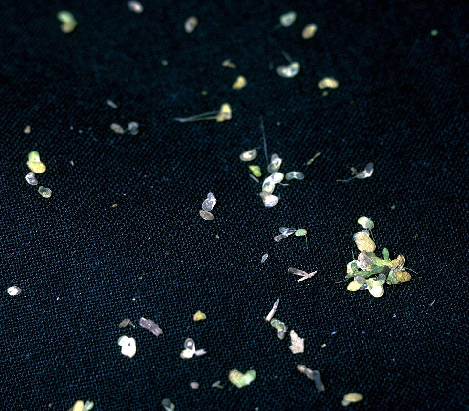 Lemna valdiviana — whole photograph
