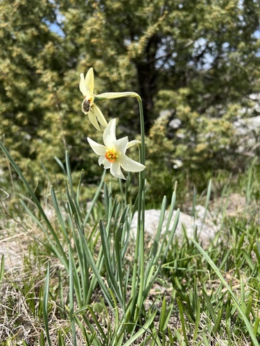 Narcissus poeticus — flower photograph