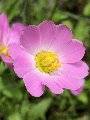 Sabatia kennedyana — flower photograph