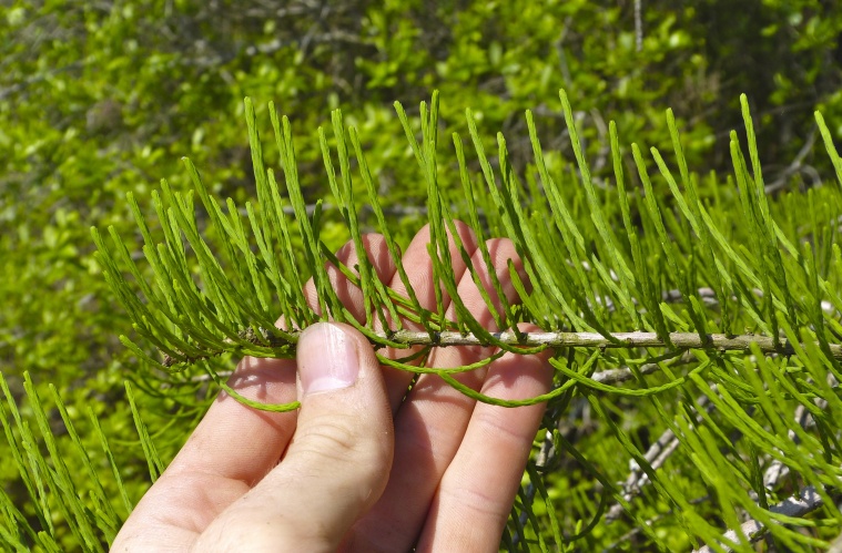 Taxodium ascendens — leaf photograph