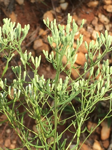 Eupatorium hyssopifolium — foliage photograph