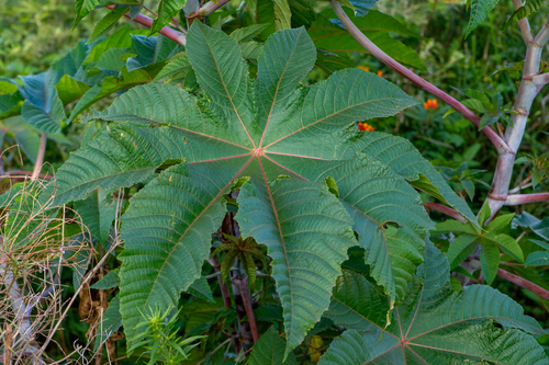 Ricinus communis — foliage photograph