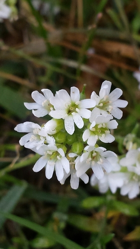 Berteroa incana — flower photograph