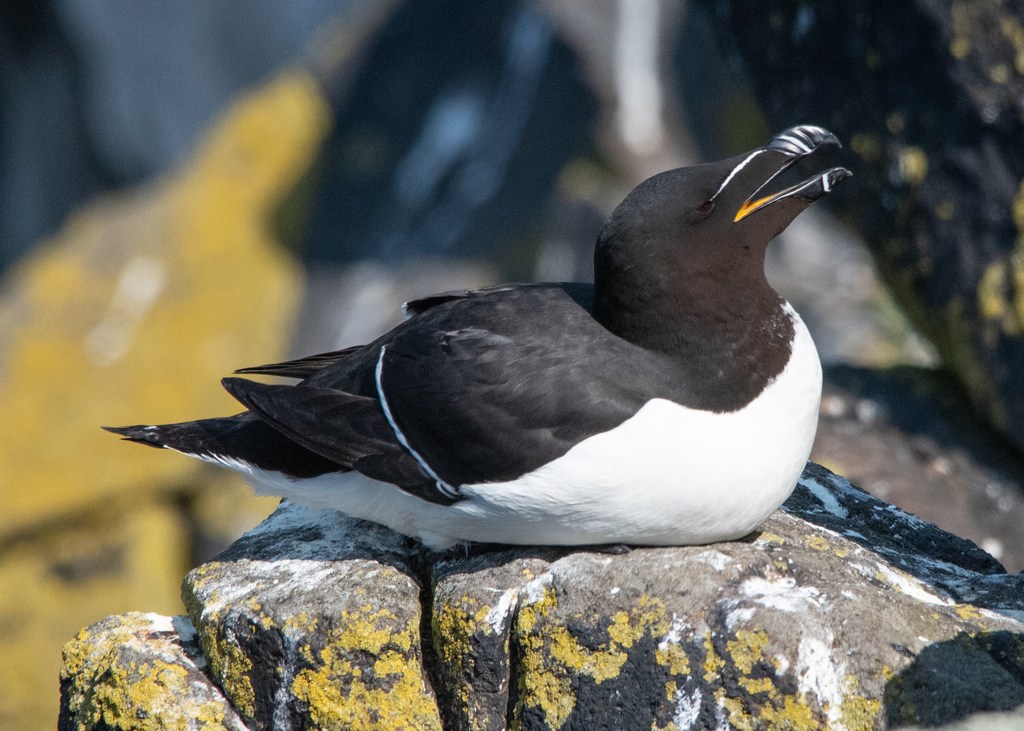 Adult Razorbill, whole bird