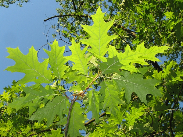 Quercus palustris — leaf photograph