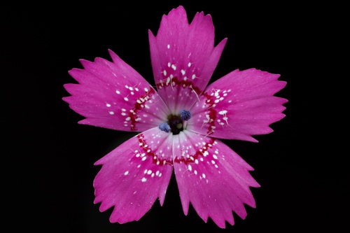 Dianthus deltoides — flower photograph