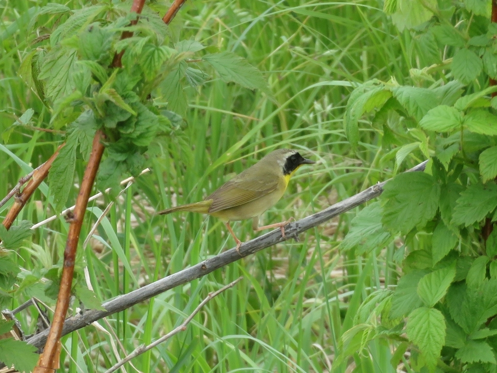 Male Common Yellowthroat, whole bird