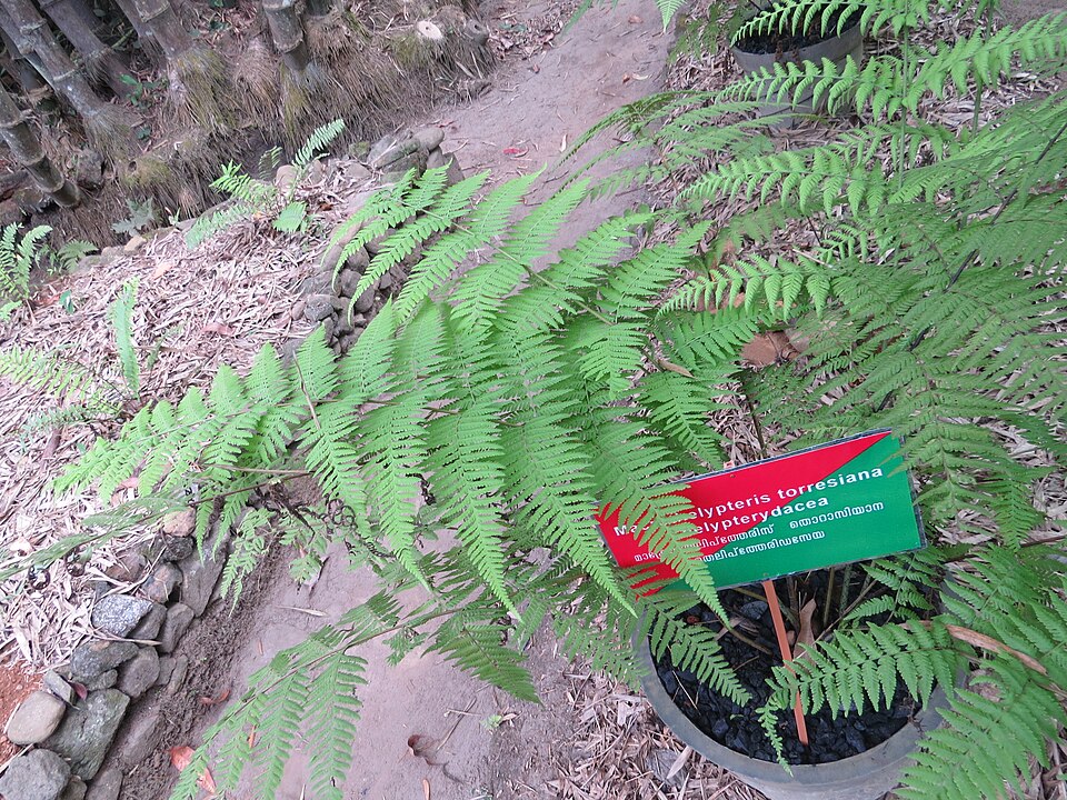 Macrothelypteris torresiana — whole photograph