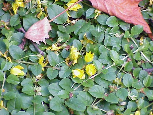 Lysimachia nummularia — bloom photograph