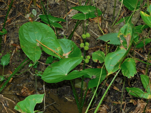 Sagittaria australis — foliage photograph