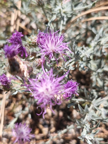 Centaurea stoebe — flower photograph
