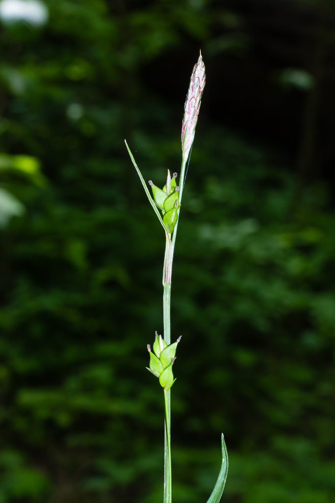 Carex careyana — bloom photograph