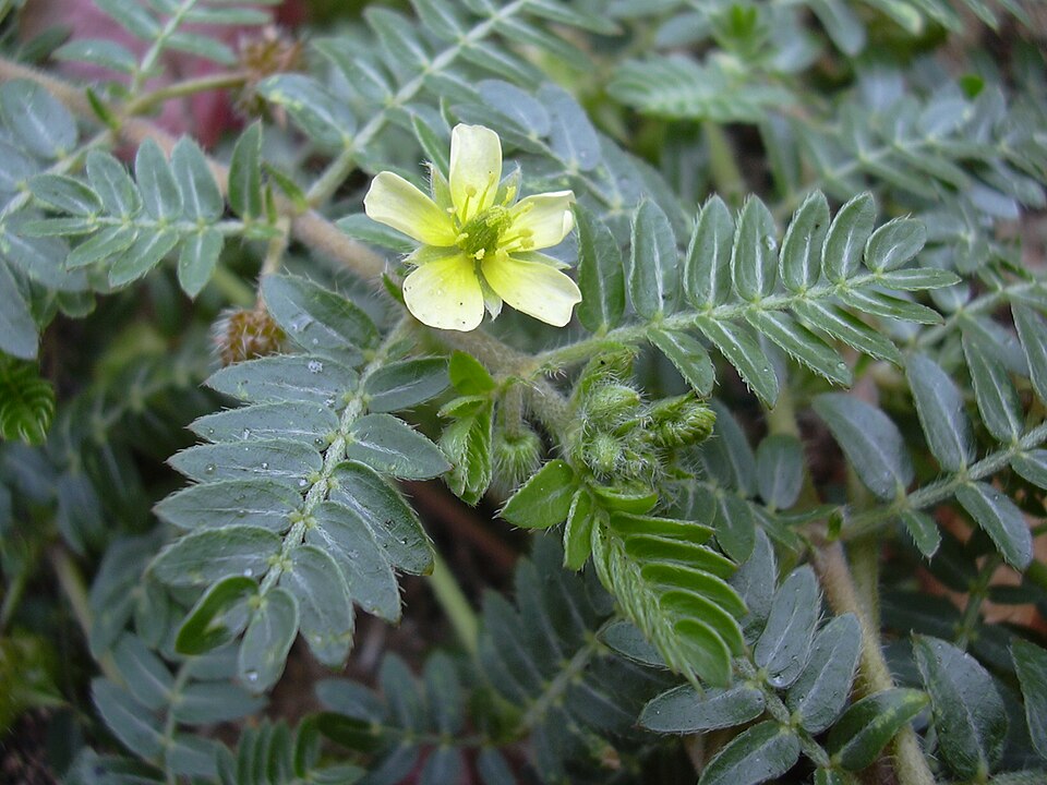 Tribulus terrestris — flower photograph