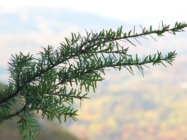 Tsuga caroliniana — foliage photograph
