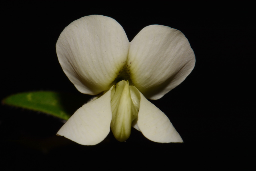 Baptisia bracteata — bloom photograph