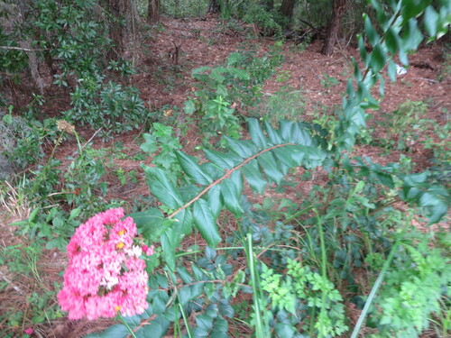 Lagerstroemia indica — whole photograph