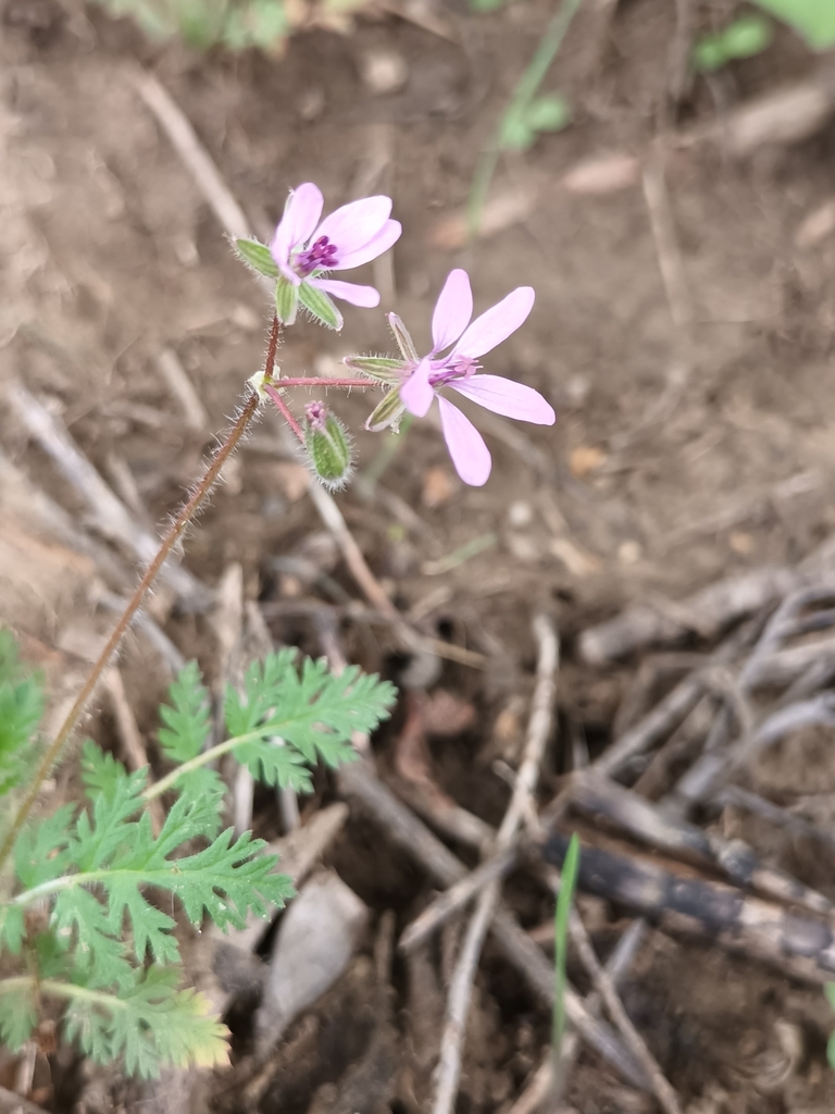 Erodium cicutarium — bloom photograph