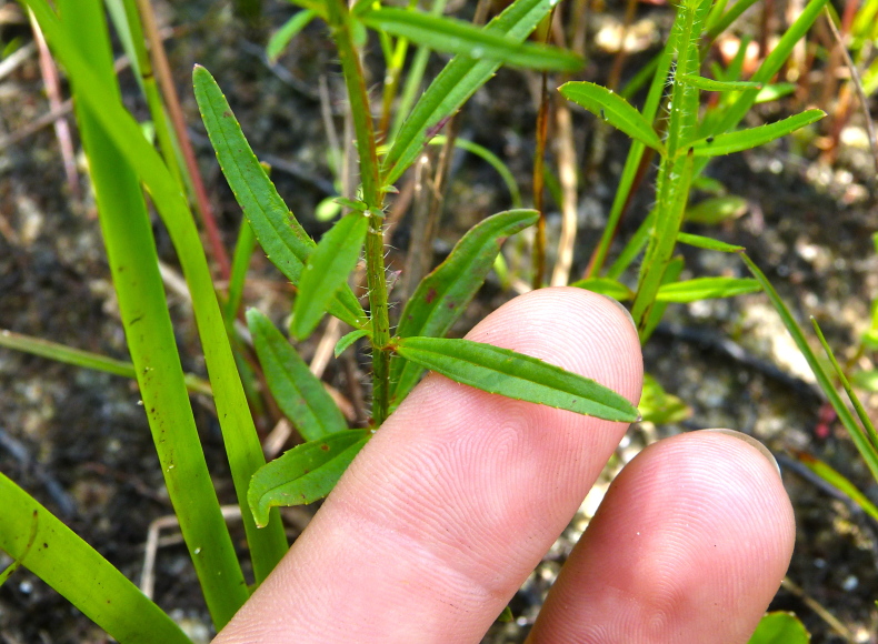 Rhexia cubensis — leaf photograph