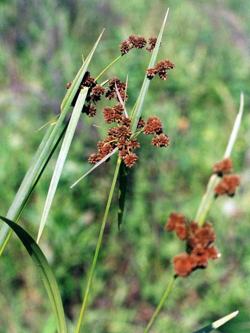 Scirpus atrovirens — fruit photograph