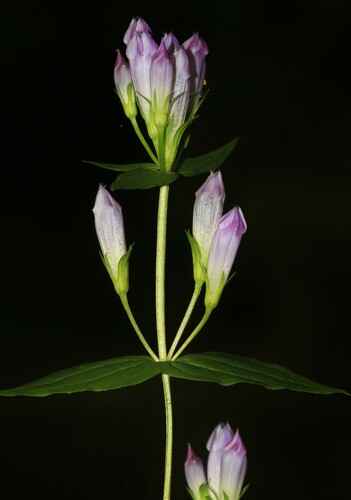 Gentianella quinquefolia — whole plant photograph