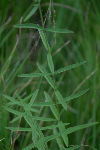 Eupatorium leucolepis — foliage photograph