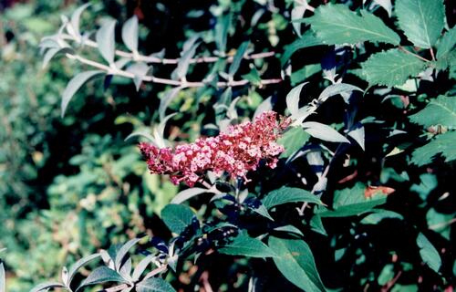 Buddleja davidii — flower photograph