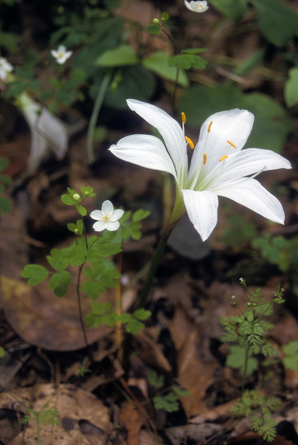 Zephyranthes atamasco — flower photograph