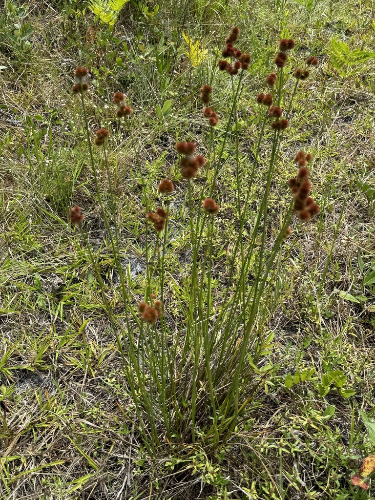 Juncus megacephalus — whole photograph