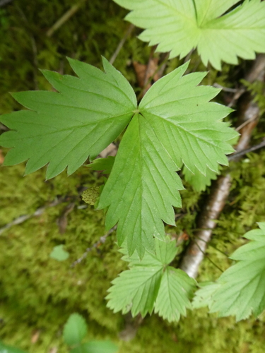 Fragaria americana — leaf photograph